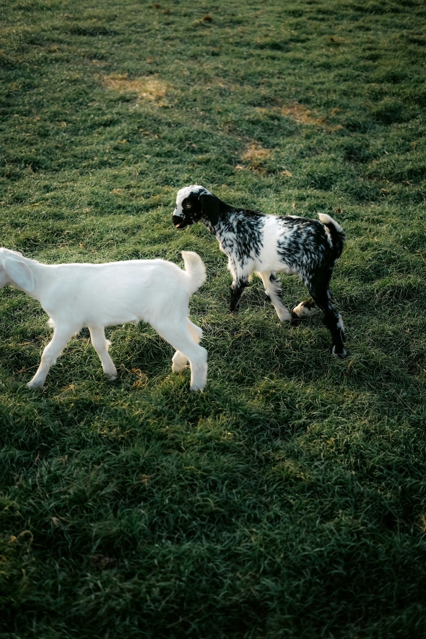 Top Tips for Raising Healthy Dairy Goats