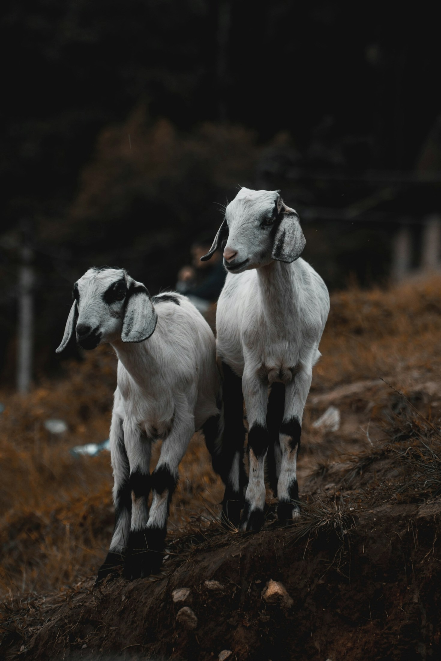 The Benefits of Caring for Dairy Goats