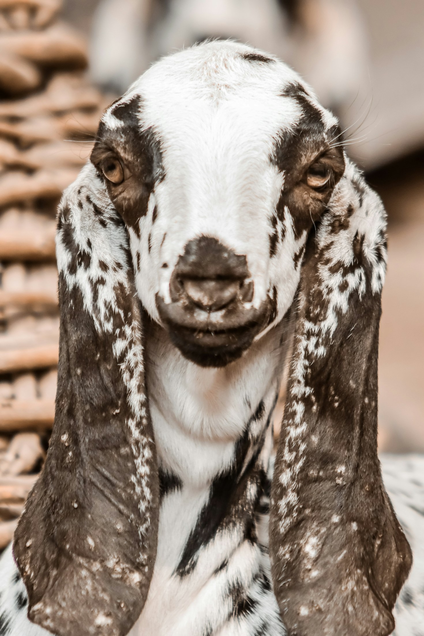 How to Start Your Own Goat Herd