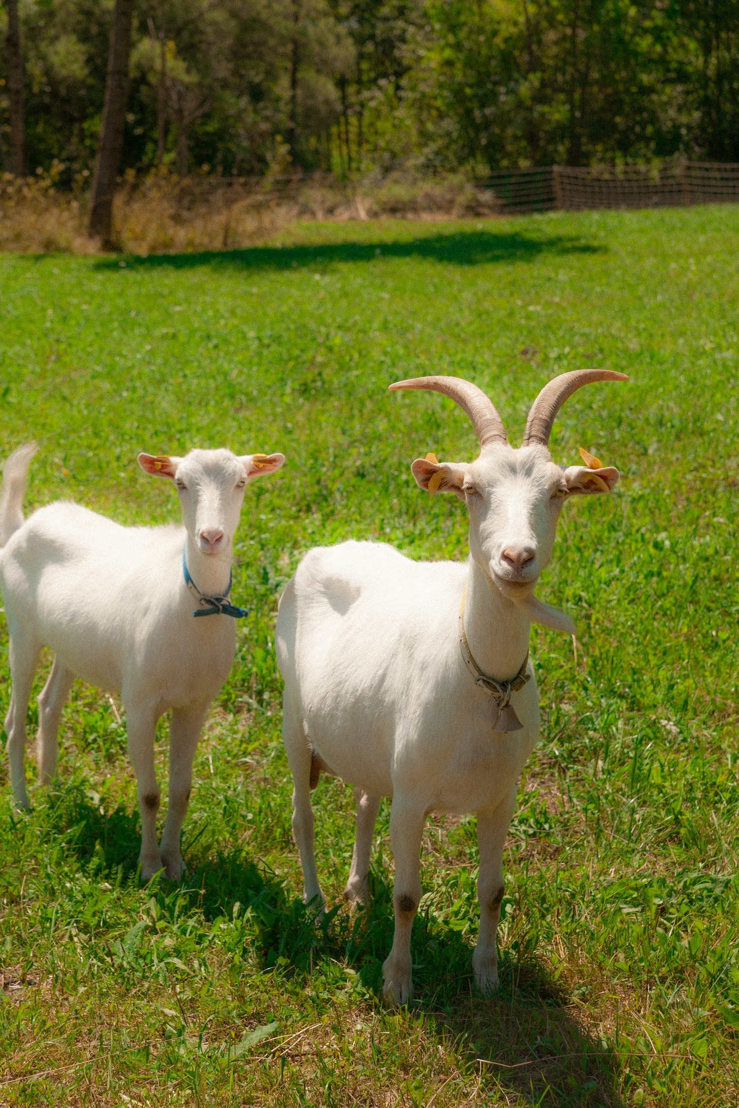 The Importance of Nutrition for Dairy Goats