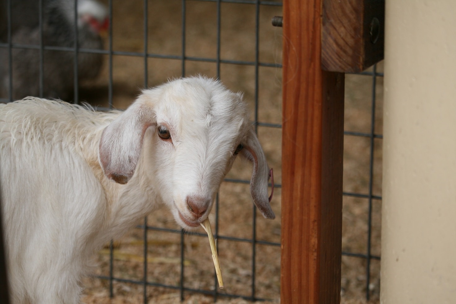 Tales from the Pastures: Farm Stories