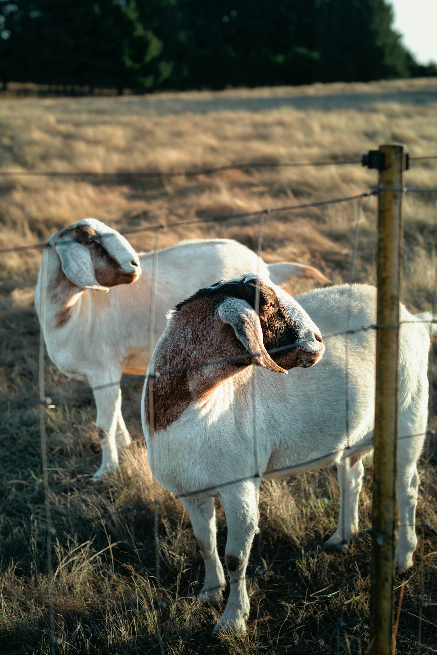 Managing Goat Health with Simple Practices
